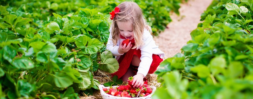 Fruit24!: è sempre l'ora di frutta e verdura!