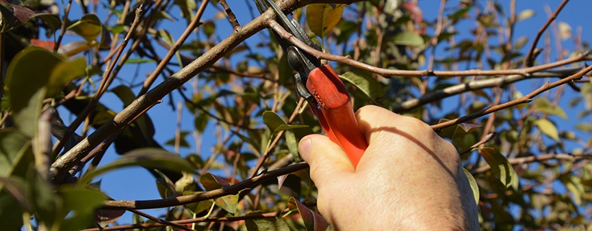 Appuntamento con la Giornata Frutticola