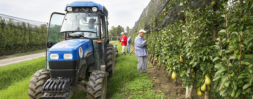 Ultime novità sulla produzione di pere in Europa