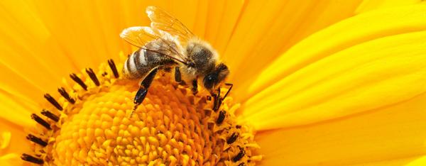 Lo sviluppo dell'apicoltura che fa bene a tutti