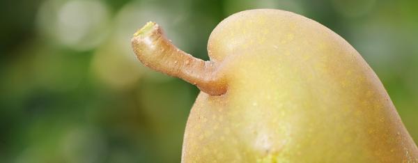 Il Civ porta le sue innovazioni varietali in Asia 