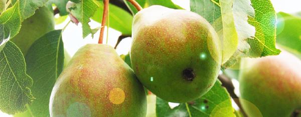 Il punto di Fruitimprese Emilia Romagna sulla frutta estiva