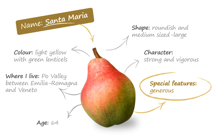 Резултат с изображение за „pear santa maria“"