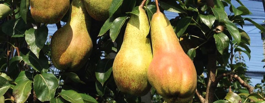 A Futurpera i biostimolanti di CIFO