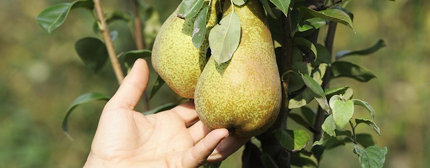 Il nuovo bandodi ISMEA dedicato ai giovani agricoltori