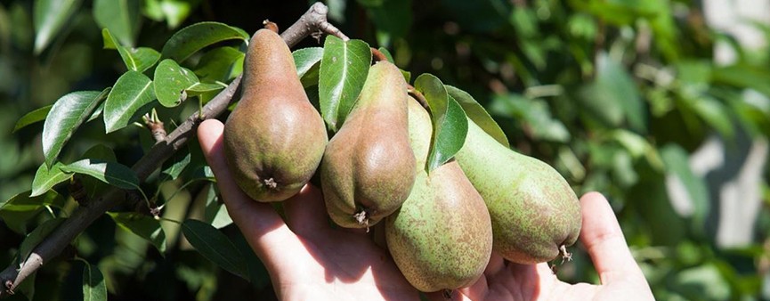 Bayer: da FuturPera una speranza contro la cimice asiatica