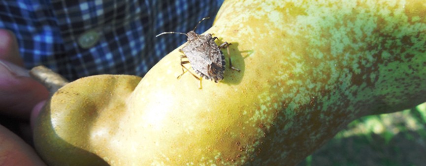 Cimice asiatica: il ministro Bellanova incontra le regioni