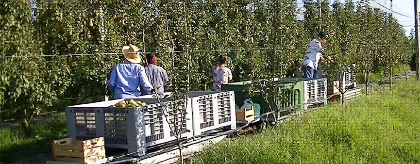 Raccolta del pero: le soluzioni di Ecogreen