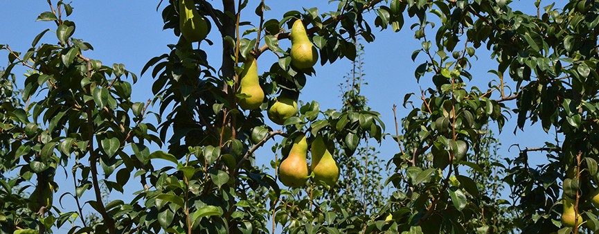 500 milioni per progetti di sviluppo delle filiere italiane