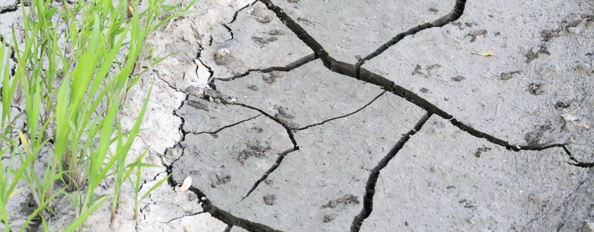 Fondo di solidarietà nazionale: 17,3 milioni all'Emilia-Romagna per i danni da siccità