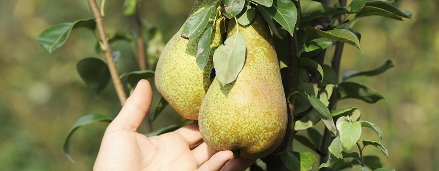 Amidei (Oi Pera): serve un rilancio della pericoltura