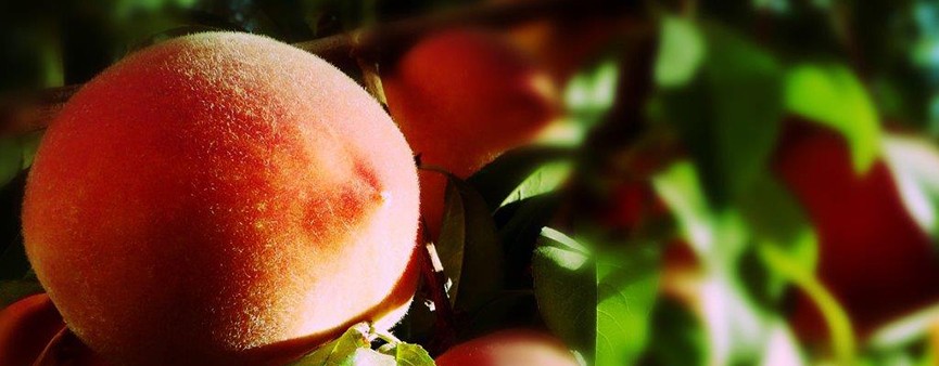 Una pesca al giorno per la tutela dei produttori