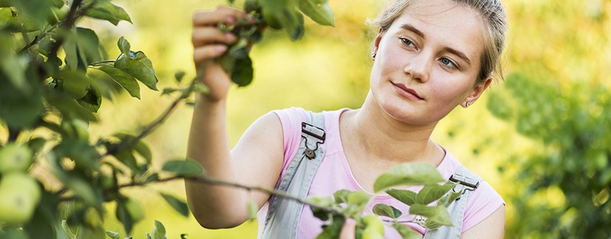 “Più impresa” per i giovani agricoltori su tutto il territorio nazionale
