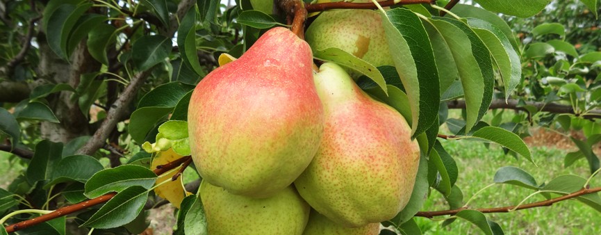 La nuova Pac anche per i frutticoltori