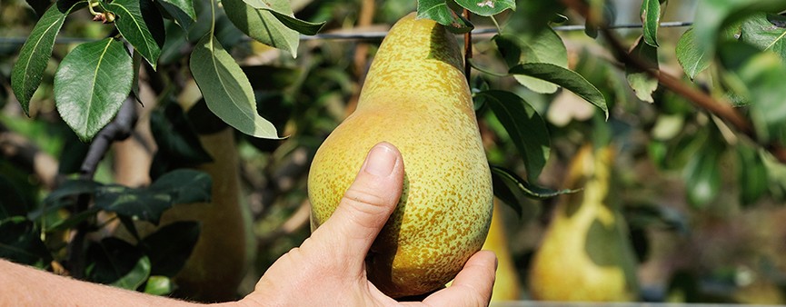La nutrizione del pero: le proposte di Timac Agro
