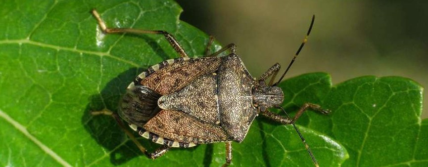 Un tavolo interministeriale contro la cimice asiatica